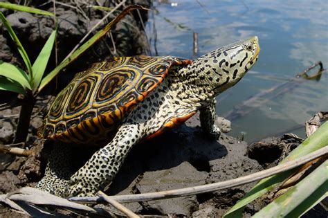 The diamondback terrapin is an iconic turtle of the coastal salt marshes of the northeastern United States. Found throughout estuaries, shallow bays, and tidal creeks, these reptiles prefer ...